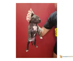 Stenci PIT BULLA na prodaju