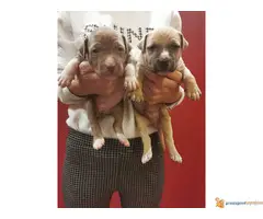 Stenci PIT BULLA na prodaju