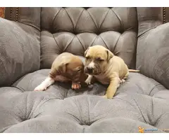 Stenci PIT BULLA na prodaju - 6