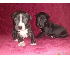 Stenci PIT BULLA na prodaju - 7