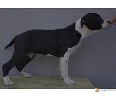 Americki staford stenci