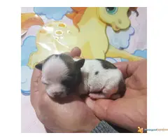 Mini civave " Princess Chihuahua Kennel "