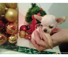 Mini civave " Princess Chihuahua Kennel "