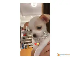 Mini civave " Princess Chihuahua Kennel "