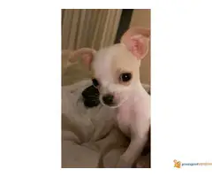 Mini civave " Princess Chihuahua Kennel " - 6