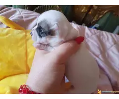 Mini civave " Princess Chihuahua Kennel " - 7