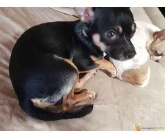 Prodajem prelepog muzjaka civave - 2