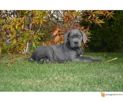 Sivi i Fermentino stenci Cane Corso