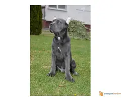 Sivi i Fermentino stenci Cane Corso - 2