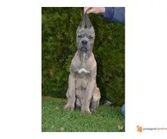 Sivi i Fermentino stenci Cane Corso - 3