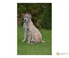 Sivi i Fermentino stenci Cane Corso - 4