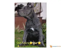 Sivi i Fermentino stenci Cane Corso - 5