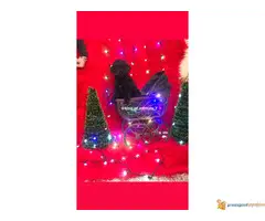 Na prodaju PATULJASTE PUDLE