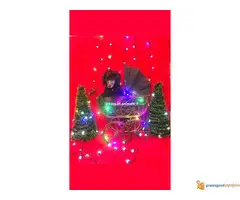 Na prodaju PATULJASTE PUDLE