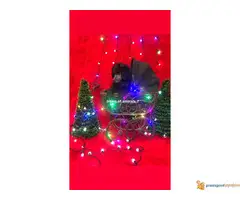 Na prodaju PATULJASTE PUDLE