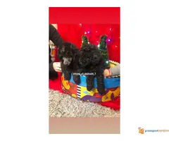 Na prodaju PATULJASTE PUDLE - 7