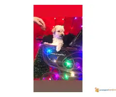 Na prodaju TOY PUDLE vrhunskog porekla