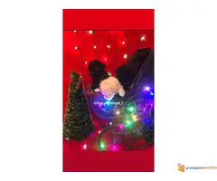 Na prodaju TOY PUDLE vrhunskog porekla