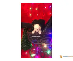 Na prodaju TOY PUDLE vrhunskog porekla