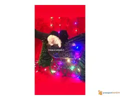 Na prodaju TOY PUDLE vrhunskog porekla - 6