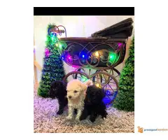 Na prodaju TOY PUDLE vrhunskog porekla - 7