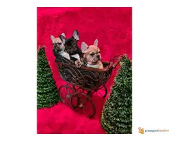 FRANCUSKI BULDOG stenci egzoticnih boja