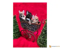 FRANCUSKI BULDOG stenci egzoticnih boja