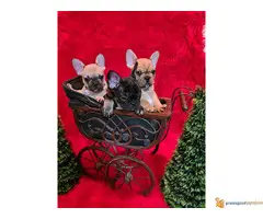 FRANCUSKI BULDOG stenci egzoticnih boja