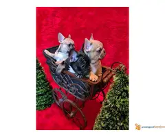 FRANCUSKI BULDOG stenci egzoticnih boja