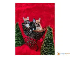 FRANCUSKI BULDOG stenci egzoticnih boja - 7