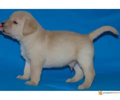 Odgajivacnica Labradora Kingdom of labrador - 2