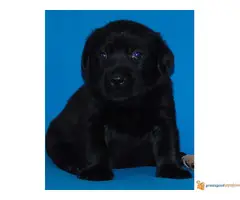 Odgajivacnica Labradora Kingdom of labrador - 3