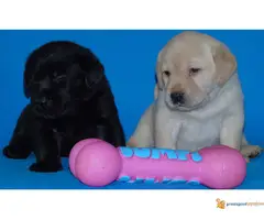 Odgajivacnica Labradora Kingdom of labrador - 4