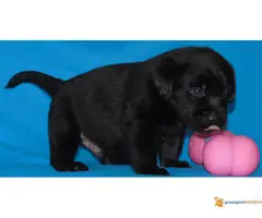 Odgajivacnica Labradora Kingdom of labrador - 5