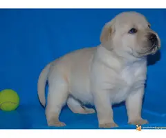 Odgajivacnica Labradora Kingdom of labrador - 6