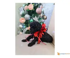 U ponudi TOY PUDLE - 6