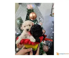 U ponudi TOY PUDLE - 7