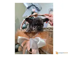Francuski BULDOG stenci egzotičnih boja - 3