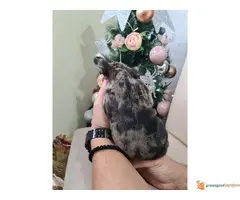 Francuski BULDOG stenci egzotičnih boja - 4