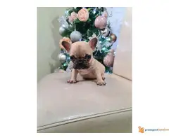 Francuski BULDOG stenci egzotičnih boja - 5