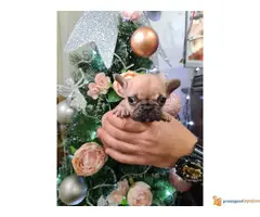 Francuski BULDOG stenci egzotičnih boja - 6