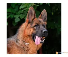 Nemački ovčar štenci