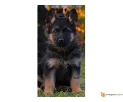 Nemački ovčar štenci