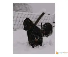 Nemački ovčar štenci