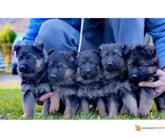 Nemački ovčar štenci - 6