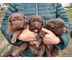 Cokoladni LABRADORI vrhunskog porekla
