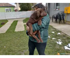 Cokoladni LABRADORI vrhunskog porekla