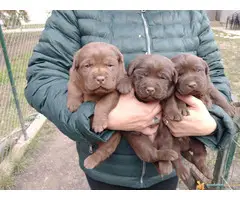 Cokoladni LABRADORI vrhunskog porekla