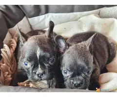 U ponudi FRANCUSKI BULDOG stenci