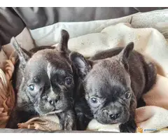 U ponudi FRANCUSKI BULDOG stenci